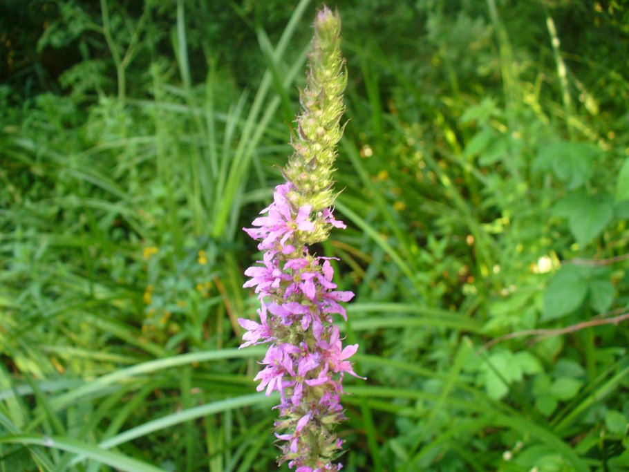 Дикорастущие травы Подмосковья