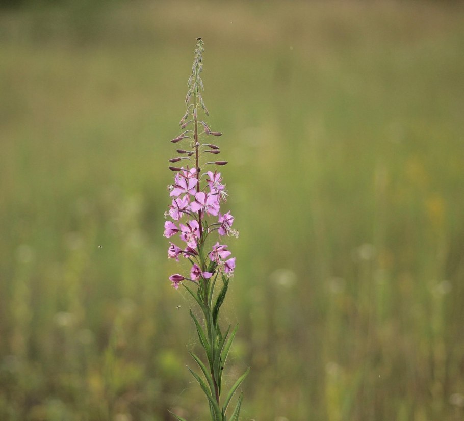 Кипрей белый