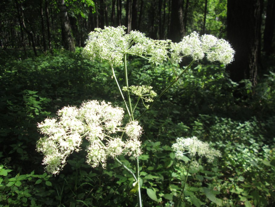 Дикие растения Подмосковья