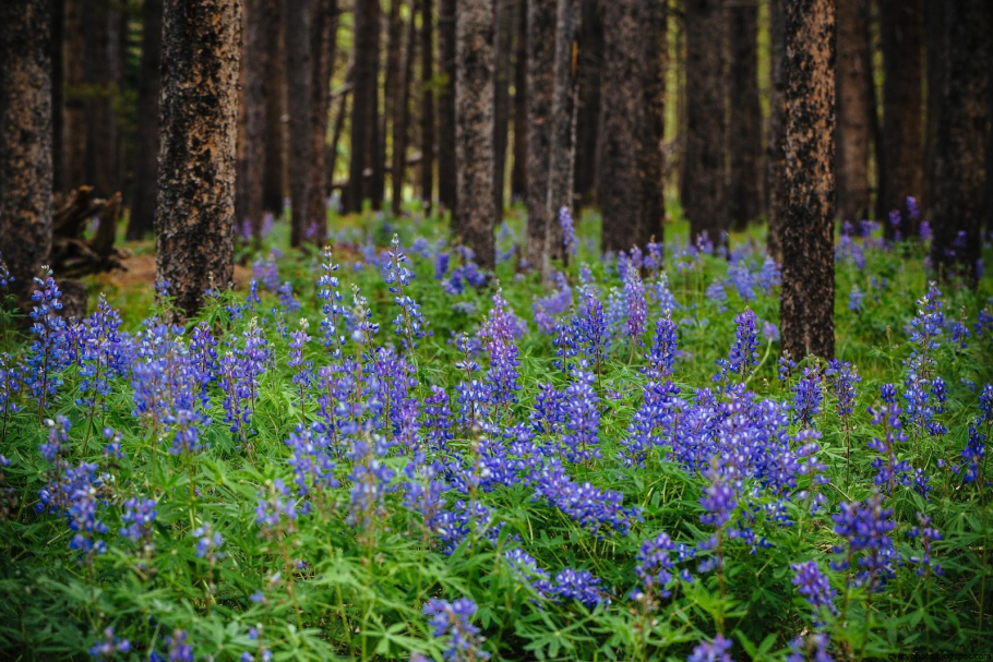 Лесные цветы