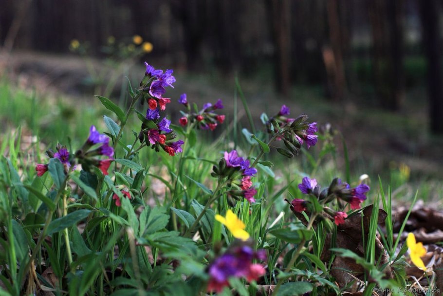 Медуница Лесная