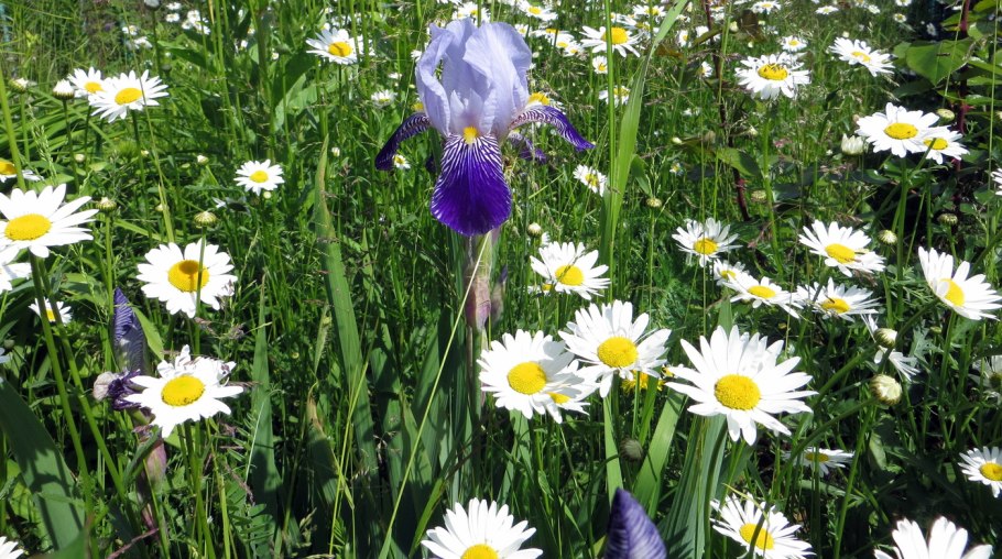 Растительный мир Подмосковья