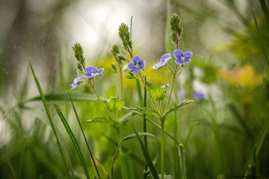 Цветущие травы