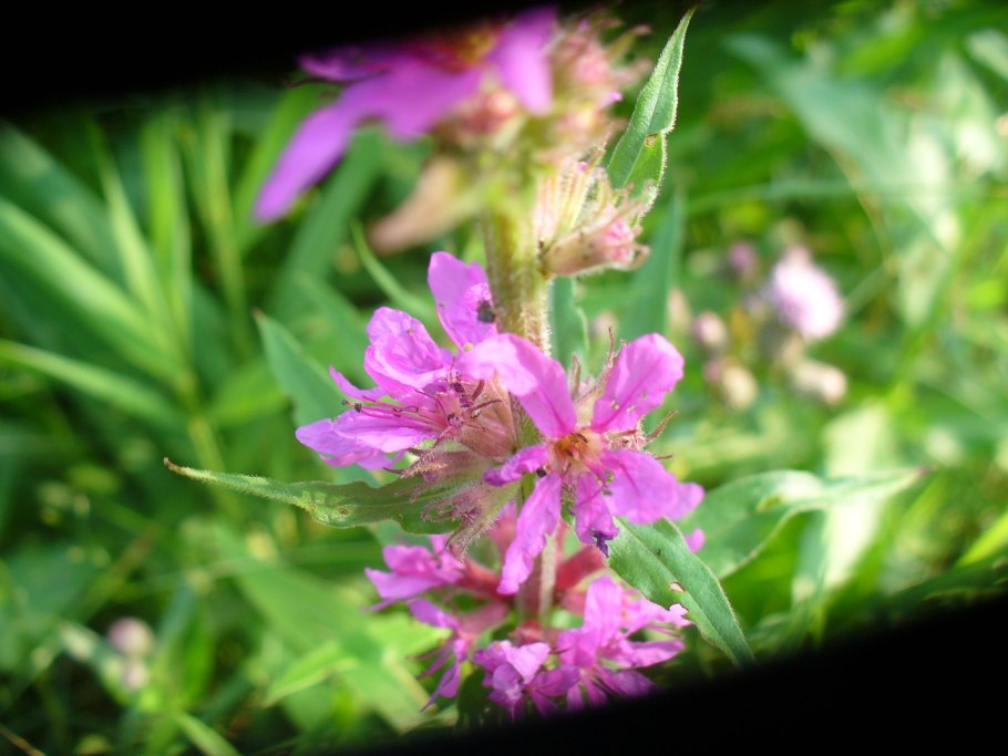 Дербенниковые представители