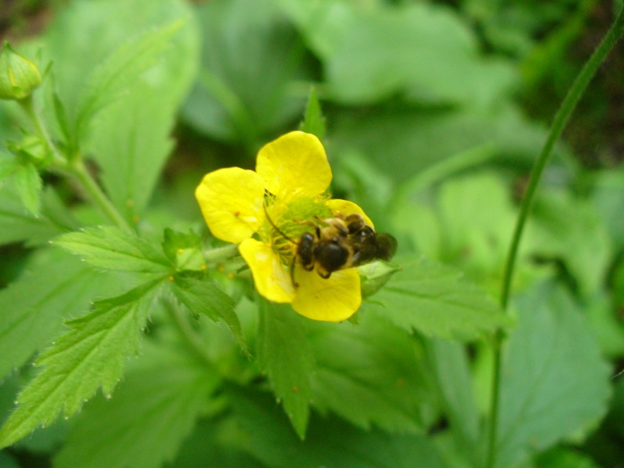 Гравилат в Подмосковье
