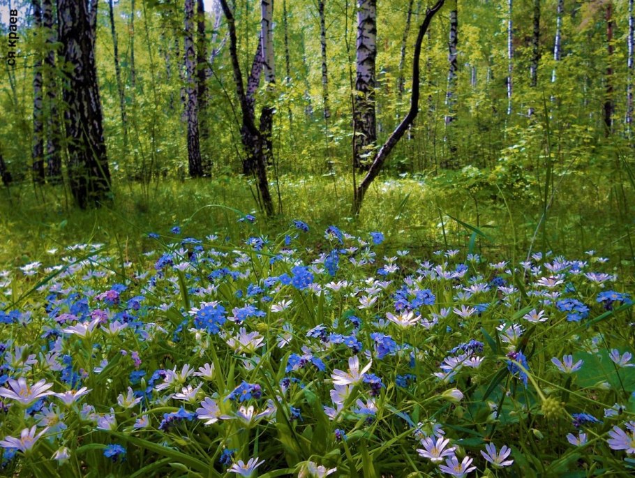 Журавинка Лесные цветы