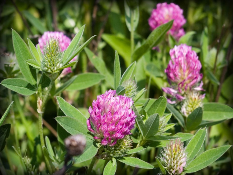 Травянистые растения Подмосковья Клевер