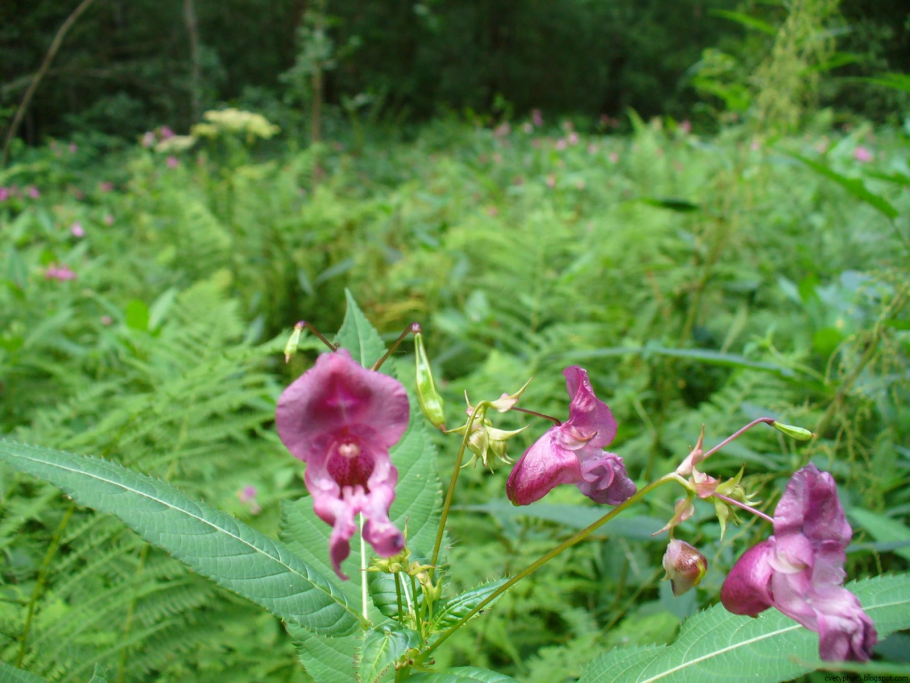 Дикоросы Подмосковья