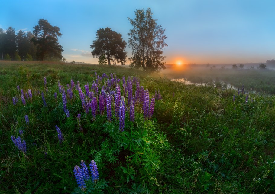 Полевые и Лесные цветы