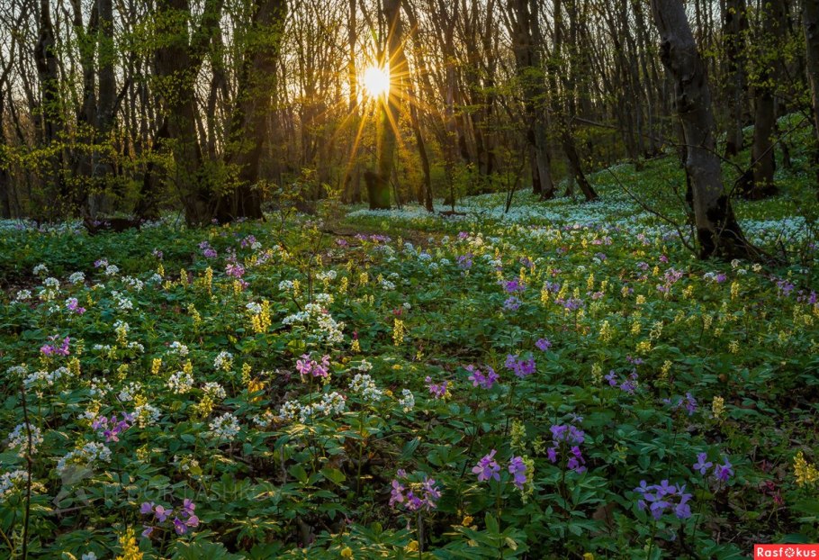 Лесные цветы Подмосковья