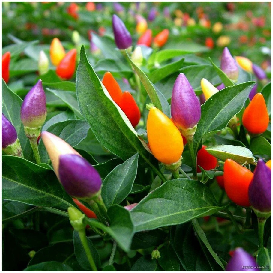 Перец Чили (Capsicum frutescens f1) Chenzo
