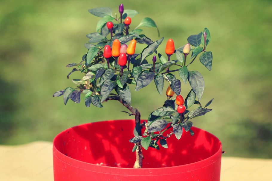 Перец эксплозив Эмбер