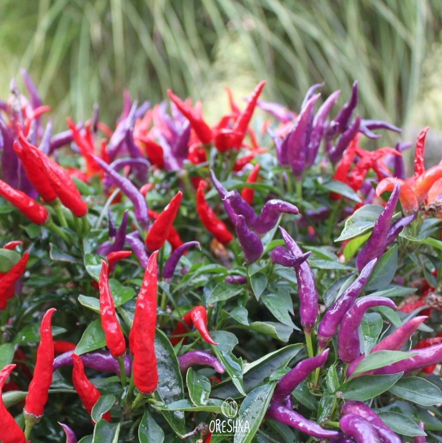 Перец острый пятицветный семена