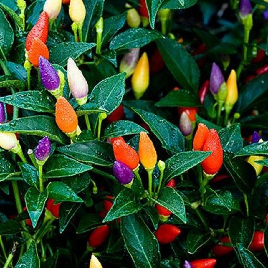 Перец кустарниковый мексиканец