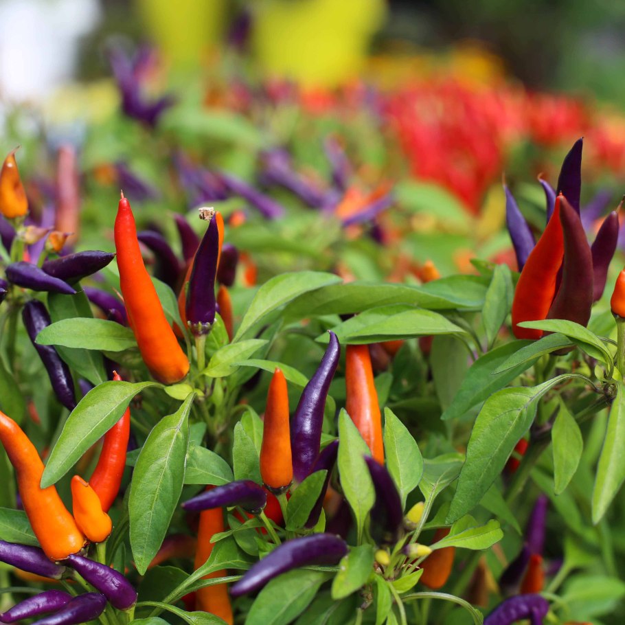 Перец острый Ивонна