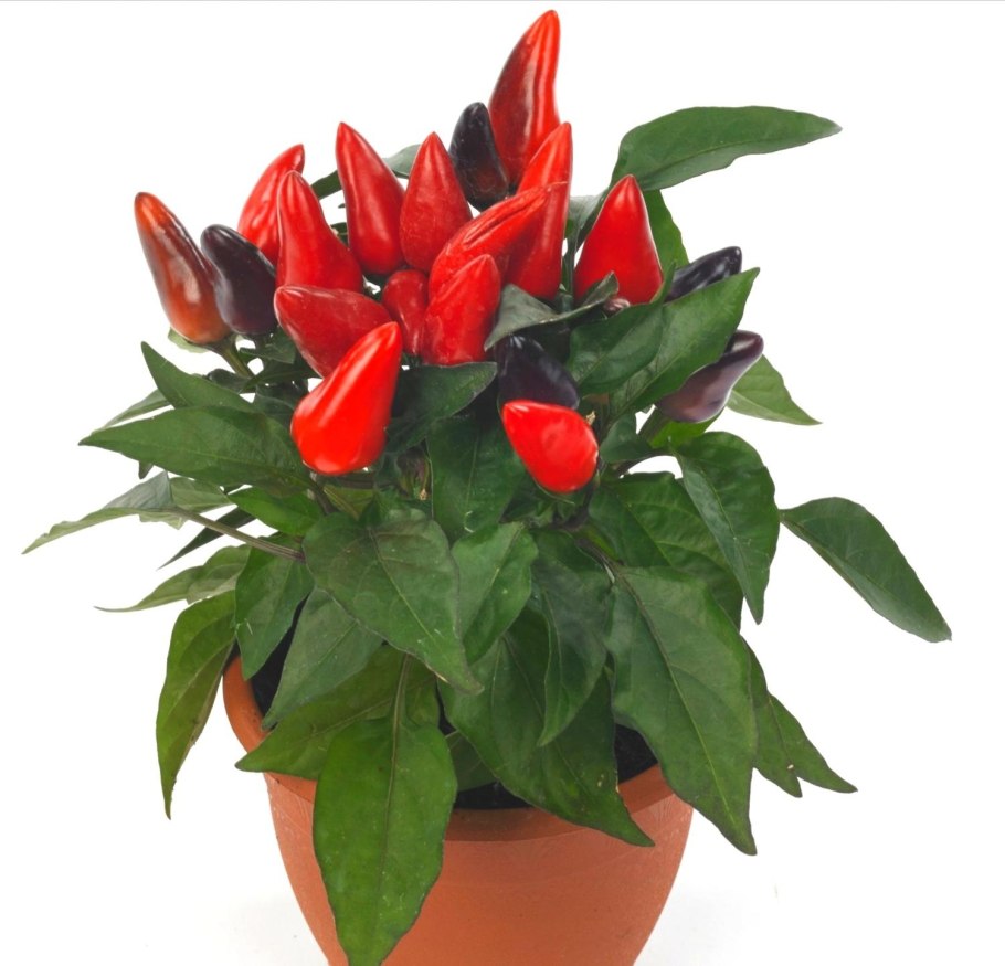 Капсикум Джокер