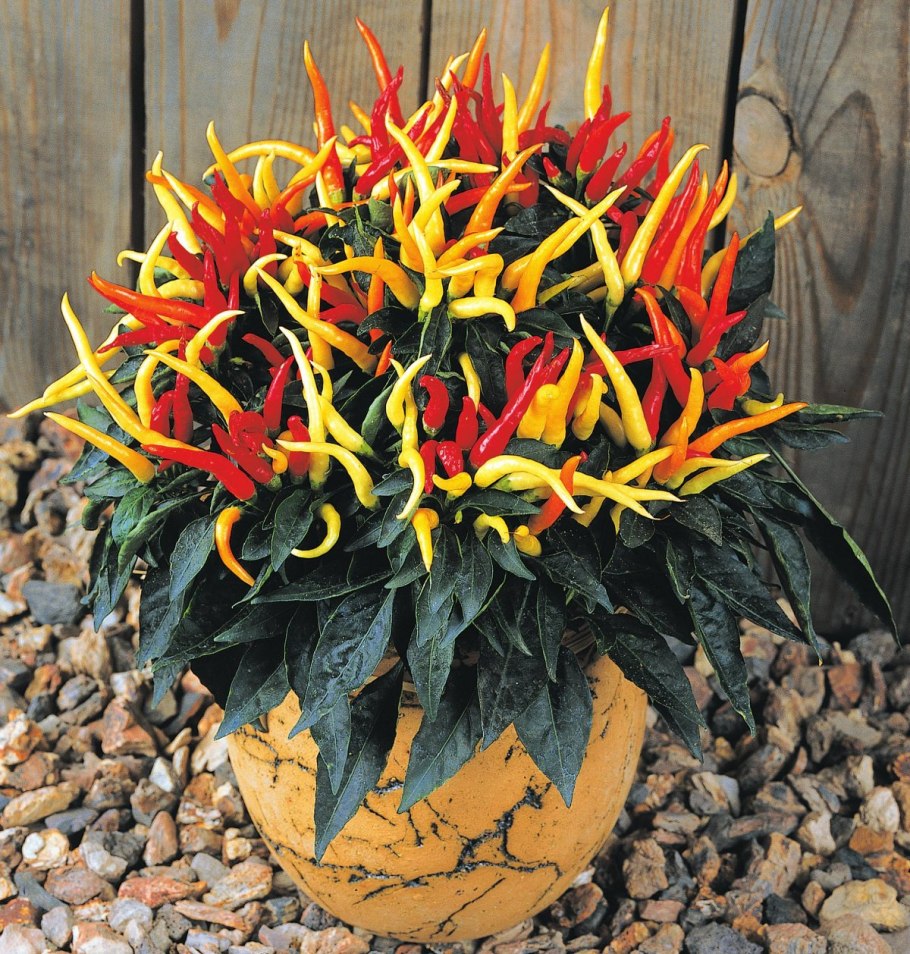 Перец декоративный Голдфингер(цв) ("к) 0,1гр.