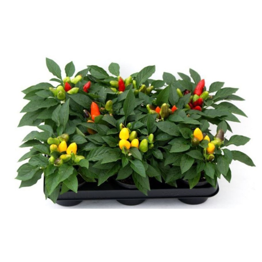 Капсикум Сомбреро