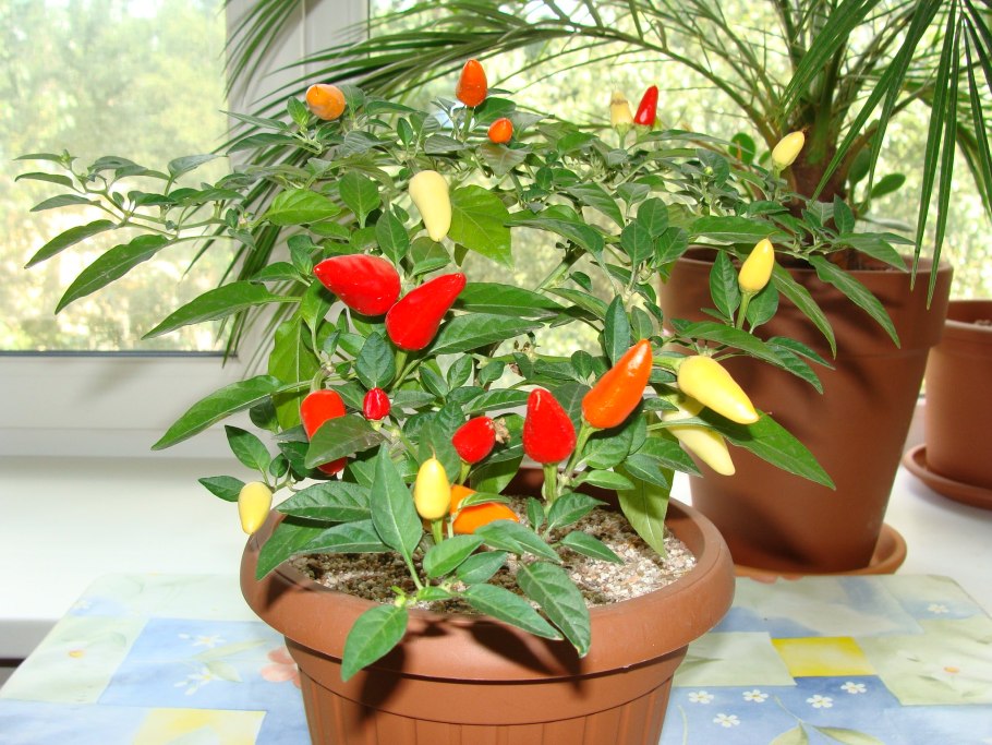 Перец Poinsettia