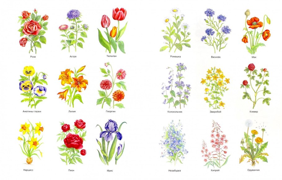 Полевые и садовые цветы
