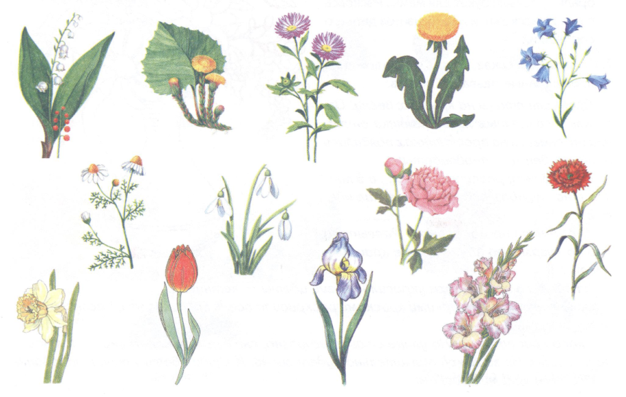 Садовые и луговые цветы