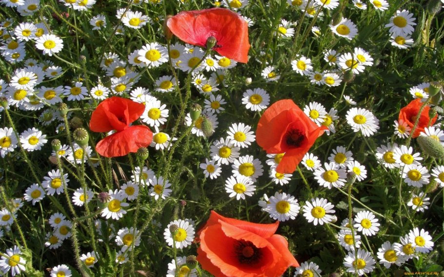 Цветы садовые полевые Лесные