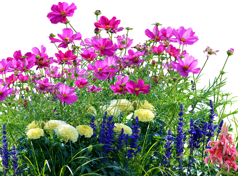 Витекс цветы луг