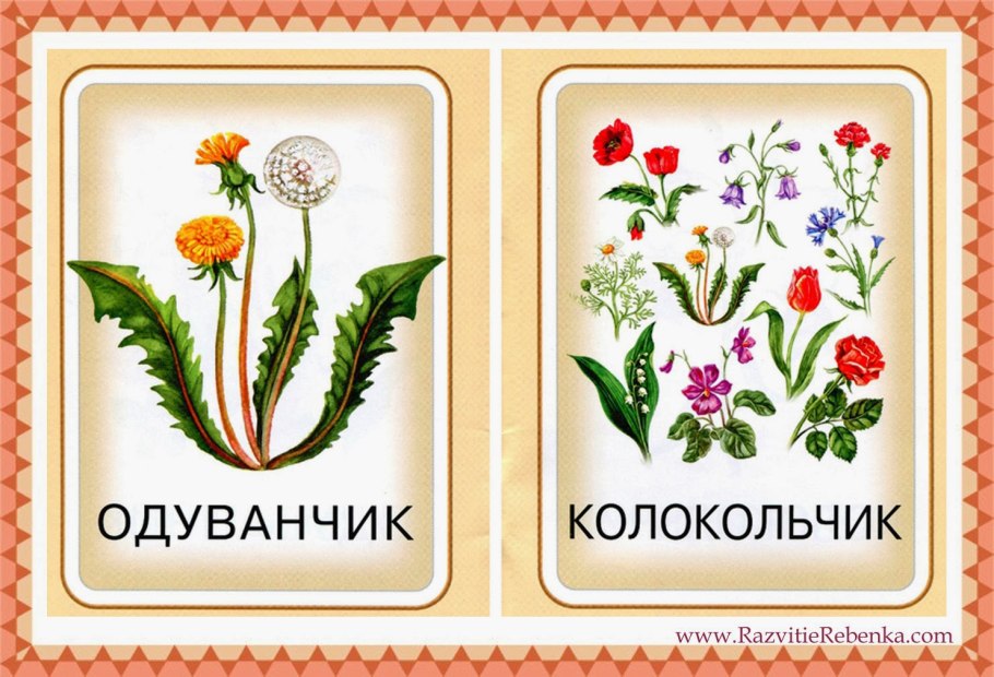 Цветы карточки для детей с названиями
