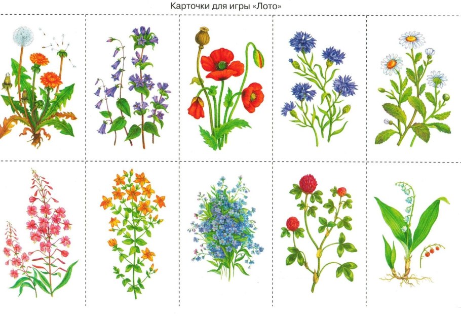 Василек многолетний Ясная Поляна