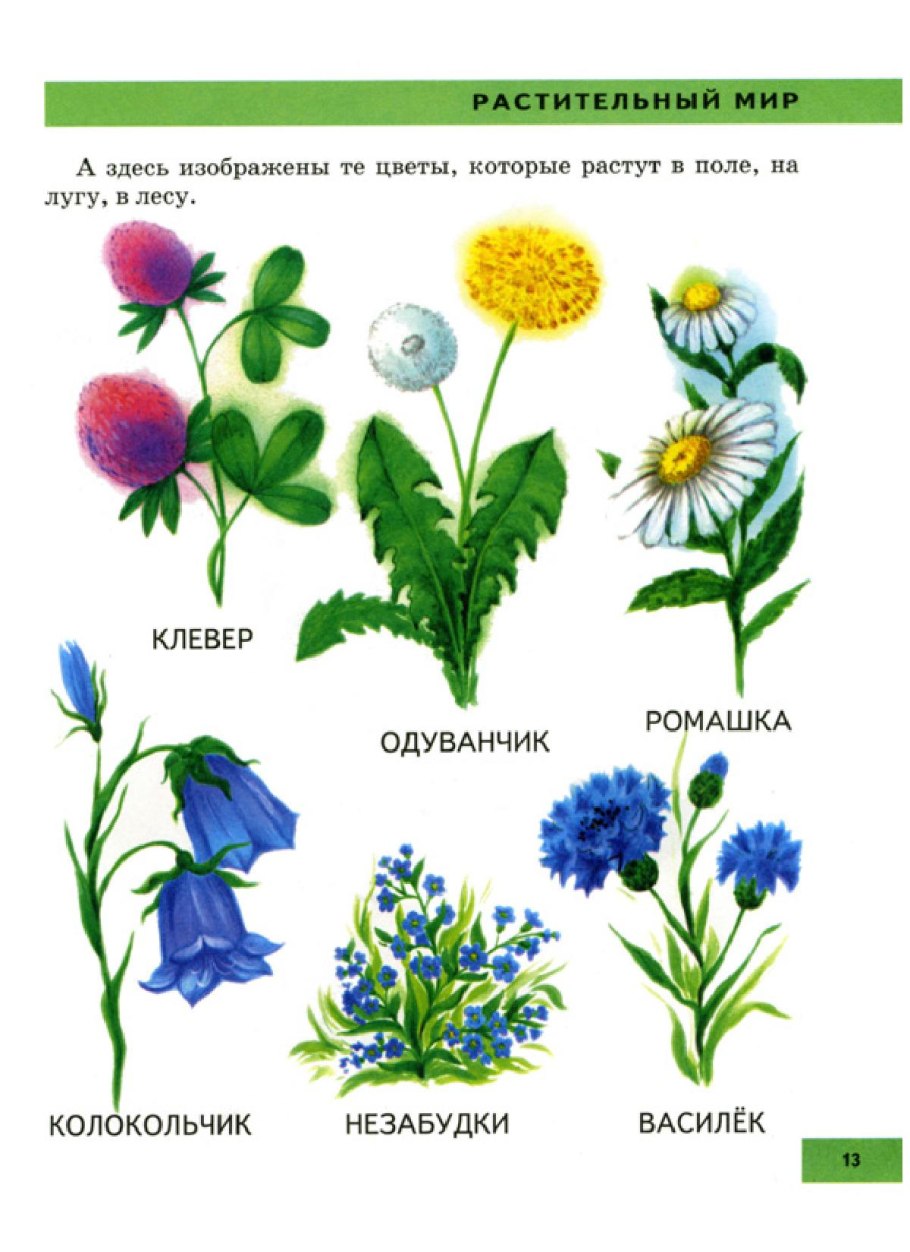 Названия цветов для дошкольников