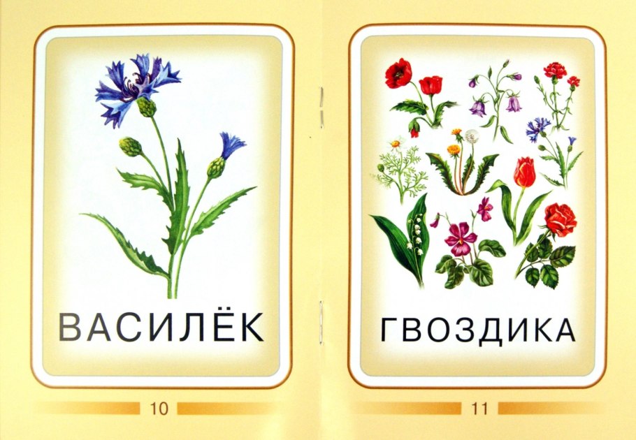 Цветы карточки для детей