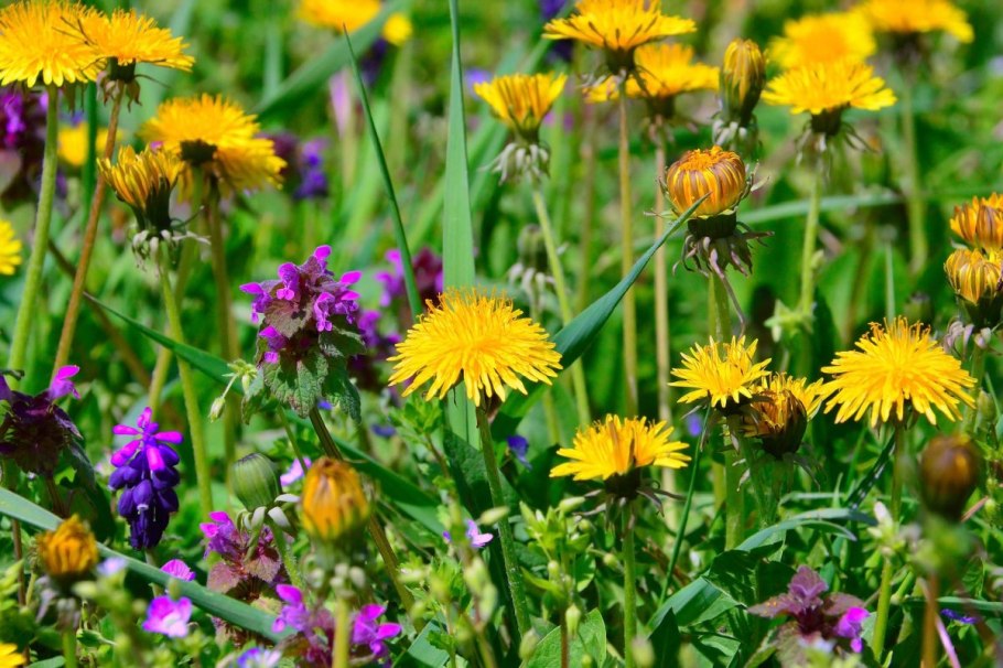 Дидактический материал цветы