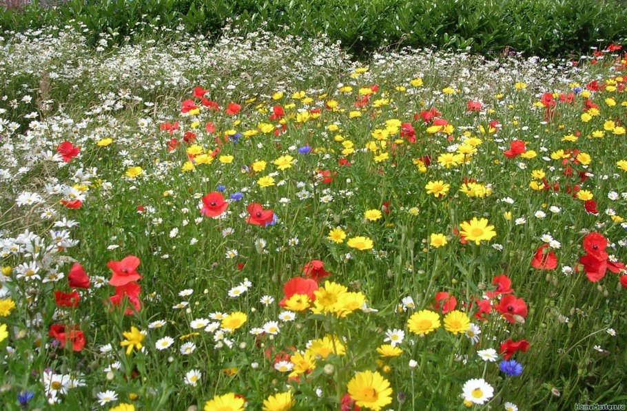 Дельфиниум акварель