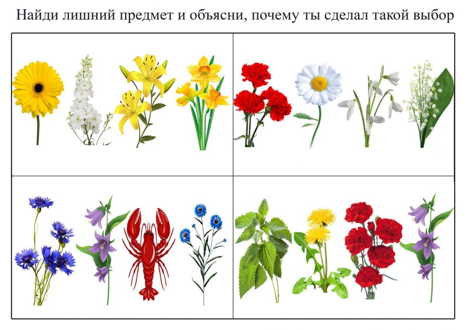 Полевые растения