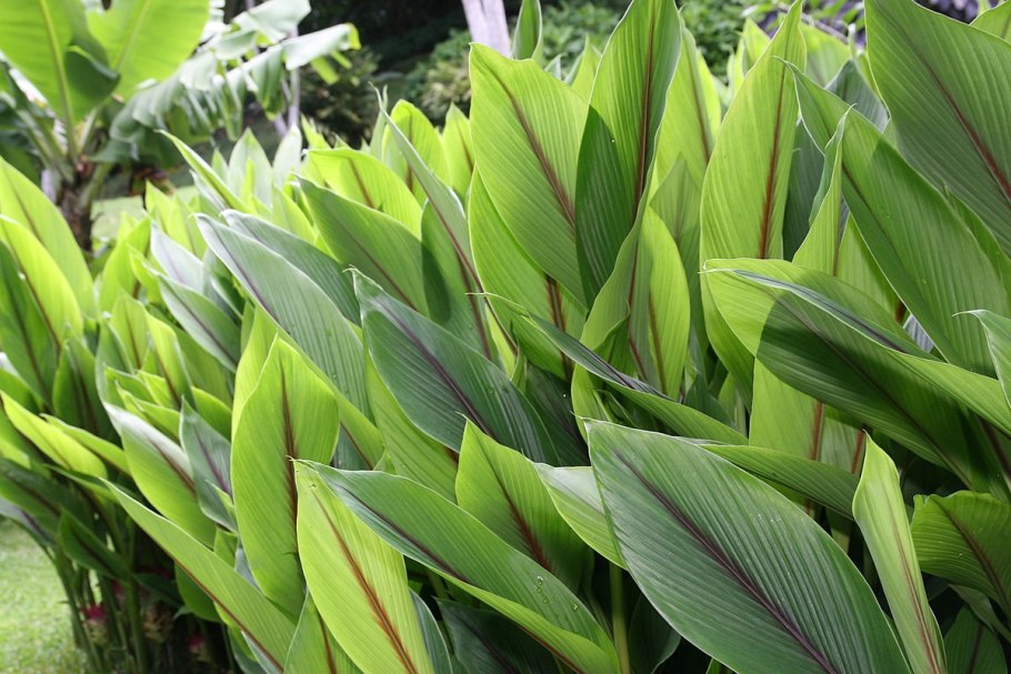 Куркума roscoeana