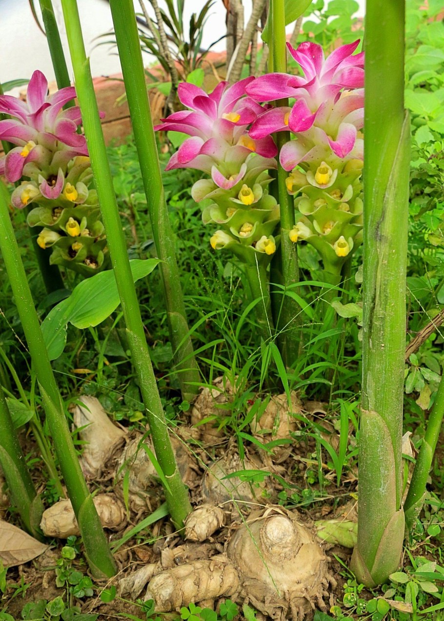 Куркума alismatifolia частухолистная curcuma
