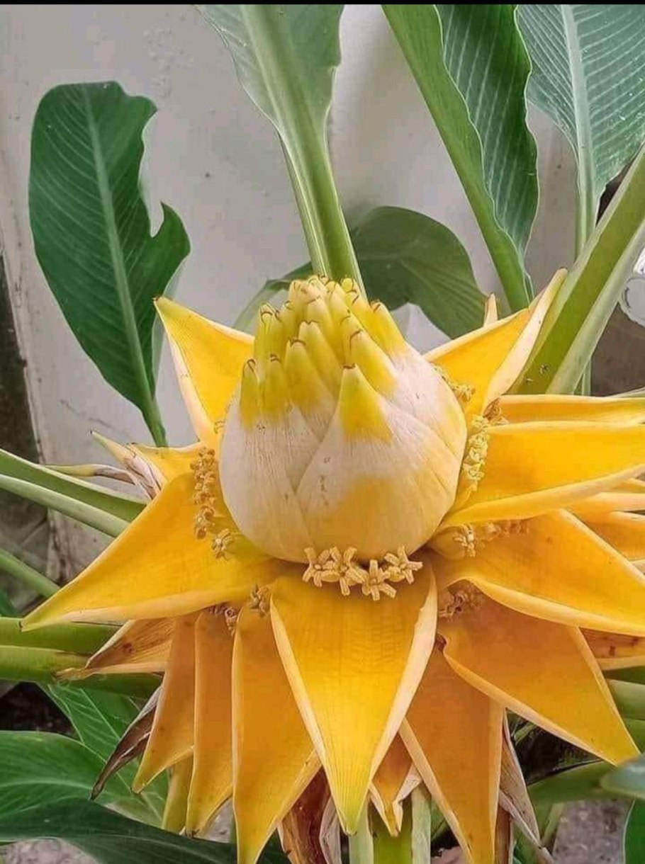 Цветущая куркума