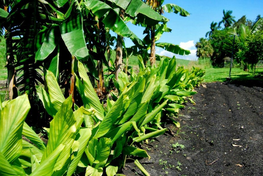 Куркума Южная плантации Америка