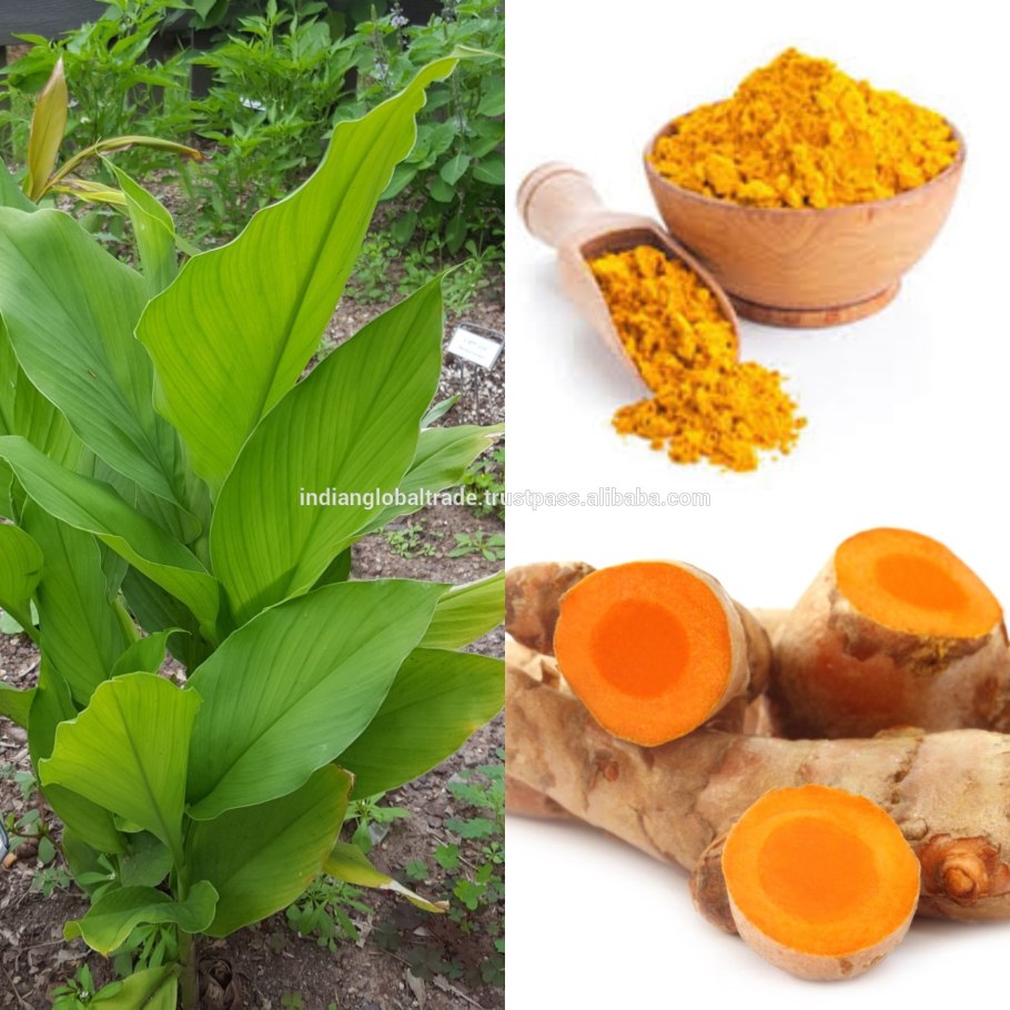 Куркума круглая curcuma leucorrhizae