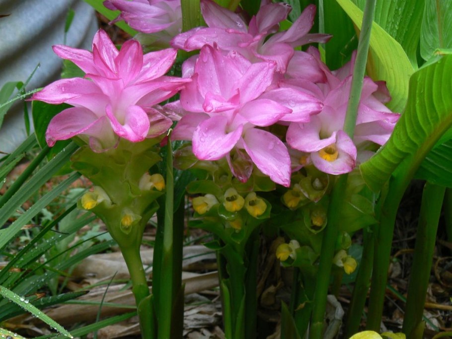 Куркума частухолистная