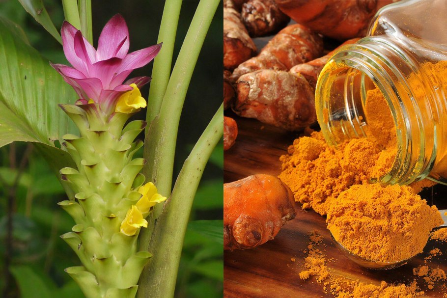 Куркума цедоария