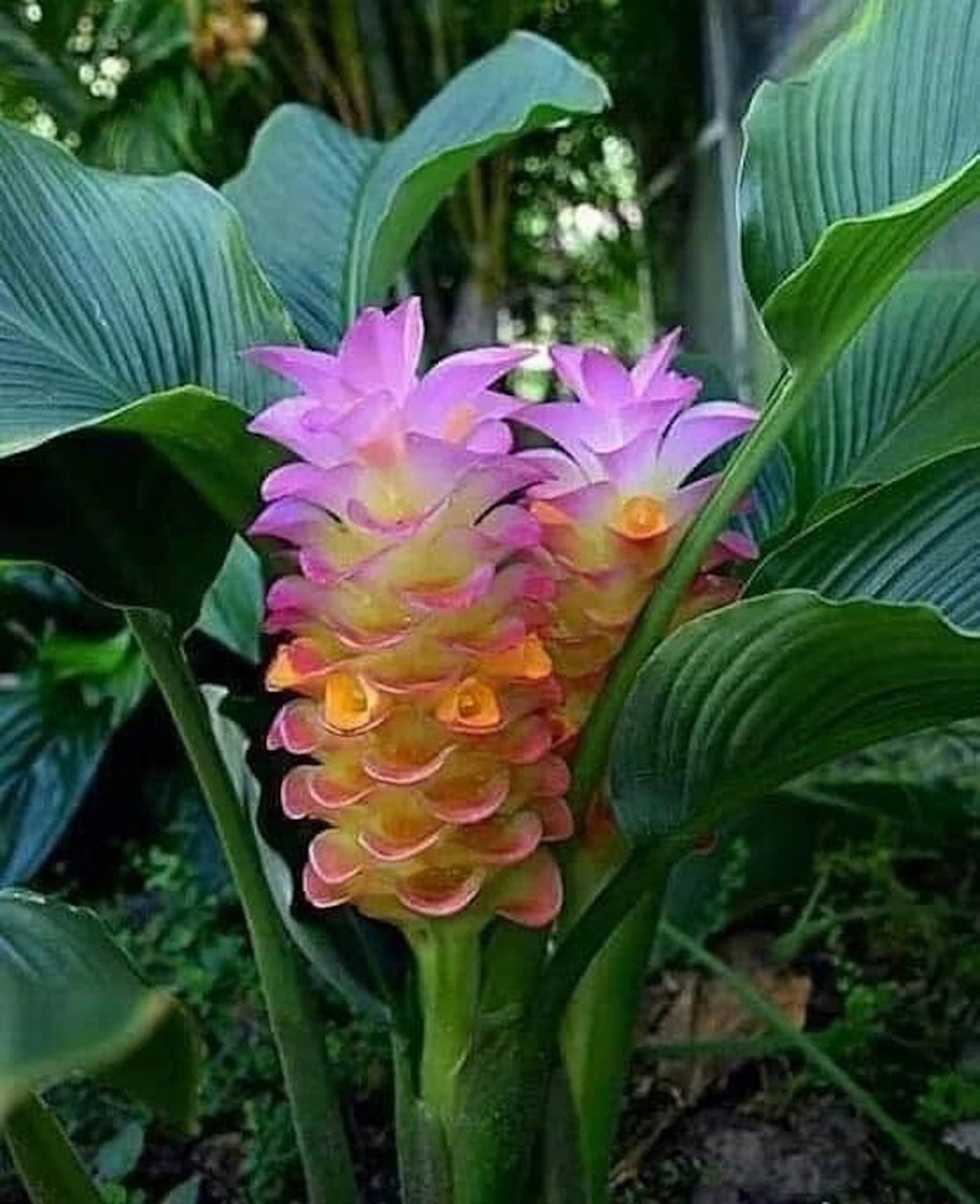 Куркума цветок