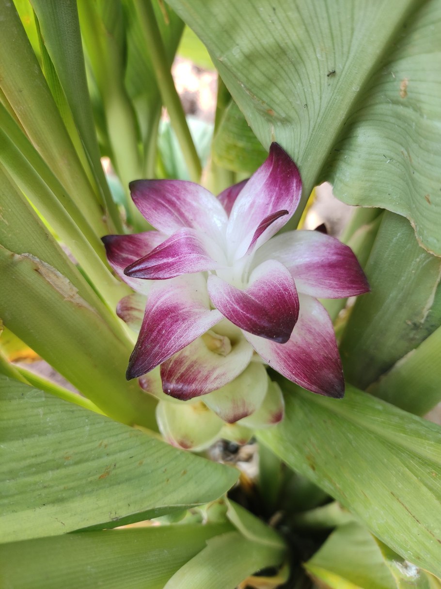 Куркума цветение