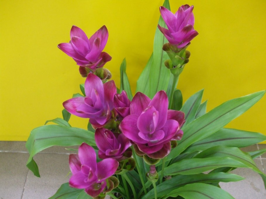 Куркума горшечная