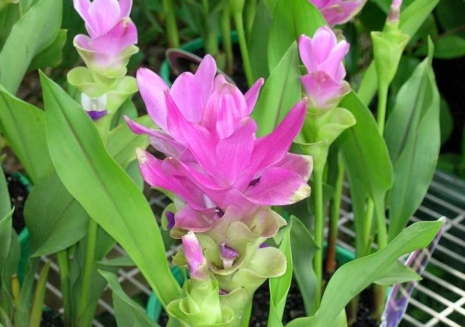 Куркума Алисматифолия