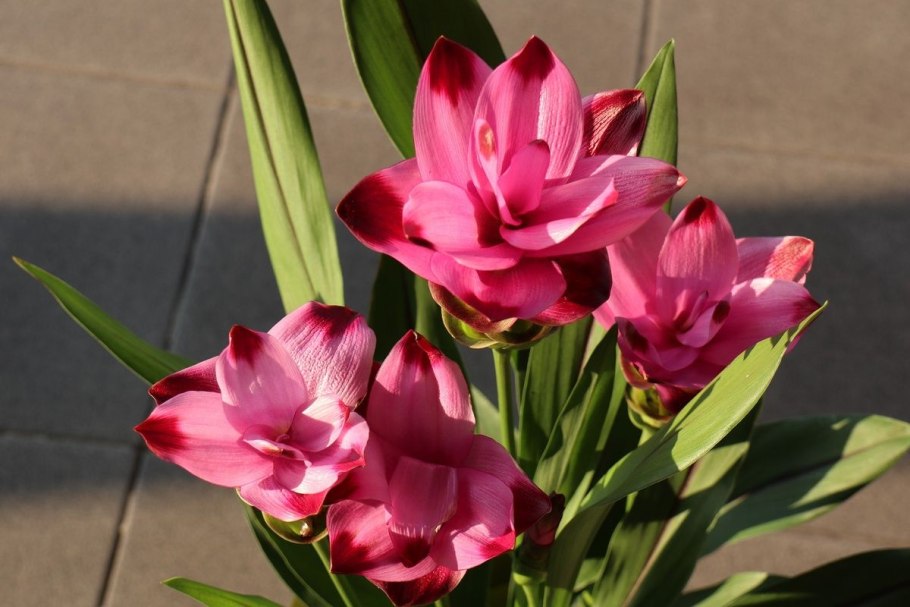 Куркума Пинк Вандер