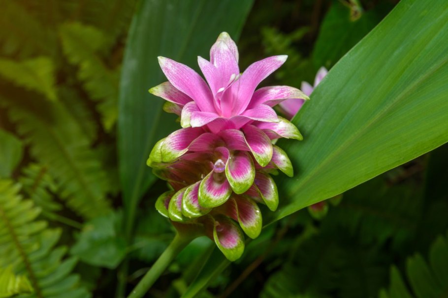 Куркума Алисматифолия