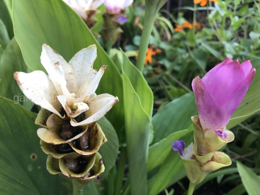 Куркума цедоария