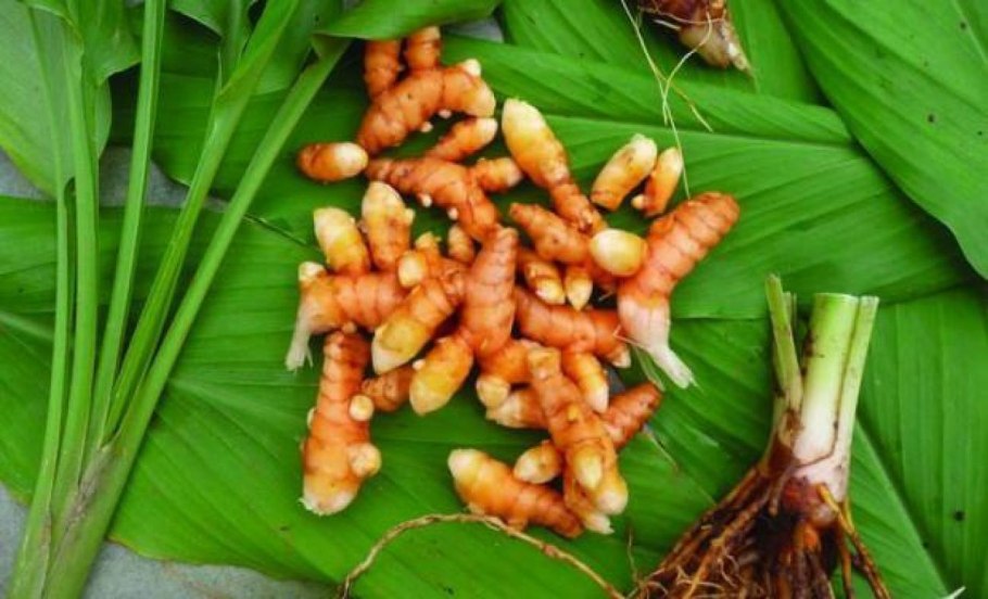 Куркума растет в Башкирии