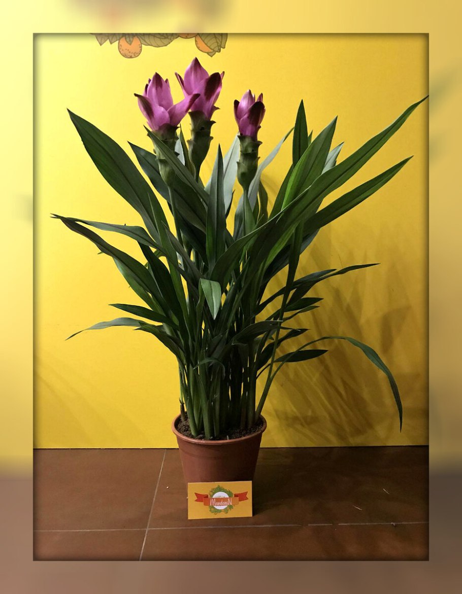 Куркума цедоария